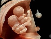 دراسة: قلب الجنين يدق للمرة الأولى بعد 16 يوما من حدوث الحمل