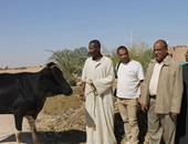 توزيع رؤوس ماشية على الأسر الفقيرة بأبو سمبل فى أسوان