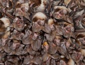 باحثون ألمان: الخفافيش تنقض على فرائسها فى جزء من الثانية