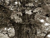 بالصور.. 14 عاما قضتها مصورة فى رصد أقدم أشجار العالم