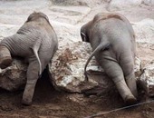  بوتسوانا تتعاقد مع شركة هوليوودية لتحسين صورتها بسبب صيد الفيلة 