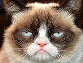 "Tardar Sauce" أشهر قطة على الإنترنت تصل ثروتها لـ 100 مليون دولار