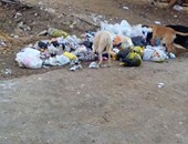 صحافة المواطن.. أهالى القطامية يطالبون بصناديق لجمع القمامة