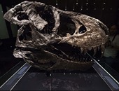 واشنطن تعيد جمجمة ديناصور إلى منغوليا بعد بيعها فى مزاد أمريكا