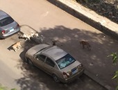 صحافة المواطن.. شكوى من انتشار الكلاب الضالة بشوارع المنيل