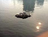 "صحافة المواطن": قارئ يرصد حيوانات نافقة على سطح مياه نهر النيل بإمبابة