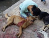 بالصور.. حملة لقتل الكلاب الضالة بحى شرق تثير الجدل بالإسكندرية