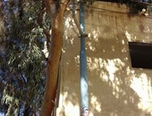 صحافة المواطن.. شجرة تلامس عامود كهرباء بمدرسة كوم الدربى فى المنصورة