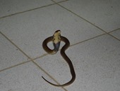 بالصور.. العثور على أحد ثعابين الكوبرا فى الوحدة الصحية بالبراشة بكفر الشيخ 