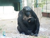 اكتشاف فى قلوب الشمبانزى قد يكون علامة على مرض خطير