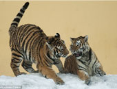 البرلمان الايطالى يناقش حظر استخدام الحيوانات فى السيرك