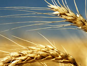 الزراعة بسوهاج: حصاد 63900 فدان من محصول القمح