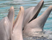 باحثون يتوصلون لطريقة تسجيل "حوار" اثنين من الدلافين يتحدثان مثل البشر