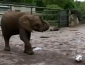 بالفيديو.. فيل صغير يحقق انتصارًا تاريخيًا على 14 من ملوك الغابة