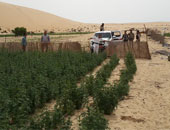أمن شمال سيناء يضبط 4 مزارع بانجو و4 متهمين بحوزتهم مخدرات