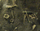 لأول مرة.. علماء روس يعثرون على بقايا إنسان بدائى عاش فى زمن الماموث