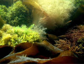 باحثون: نبات "السبيرولين" من الطحالب الخضراء يقوى الجهاز المناعى
