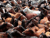 "الزراعة" تجرى اختبارات التنسيب للخيول العربية والكشف عن لحوم خنازير