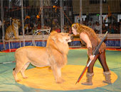 السيرك القومى يواصل تقديم فقراته بالعجوزة