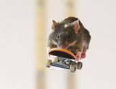 الفئران تتمتع بقدرة تدفع الفطريات للانتحار وتمنع التهابات الرئة