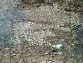 تداول صور لنفوق أسماك بترعة القمرى بالشرقية.. و"الرى": لم نتلق بلاغات