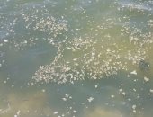 مصطافون ينتقدون تلوث شواطئ بحيرة التمساح بالإسماعيلية بالقاذورات ومياه الصرف