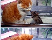 بالصور.. قصة عشق ممنوع بين قطة وفأر تحطم العداء التاريخى بينهم