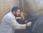 تحصين وعلاج 397 رأس ماشية فى قافلة بيطرية بأبوقرقاص فى المنيا