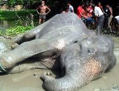 نفوق فيل بعد سفره لمسافة 1700 كيلو من الهند لبنجلاديش هربا من السيول