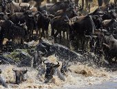 موسم هجرة الحيوانات من تنزانيا إلى كينيا عن طريق "نهر الموت"