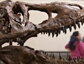 جمجمة تيرانوصور نادرة تصل إلى متحف فى سياتل