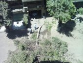 قارئ يستغيث من قطع أشجار شارع الطائف بالمهندسين وسط غياب المسئولين