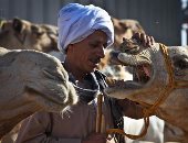 برقاش.. صبر وجمال فى سوق الجمال