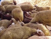 بالصور.. أسواق بيع الأضاحى فى شمال سيناء للفرجة فقط.. جنون الأسعار حول زبائن عيد الأضحى من مشترين لمتفرجين.. ورؤوس الخراف الشامية ارتفع سعرها لـ3000 جنيه والعجمى 3500 والبلدى من 1000 لـ 1200 جنيه