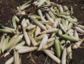 بالفيديو.. شاهد مراحل نهاية حصاد موسم الذرة بالمنيا