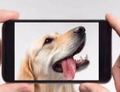 لو بتربيها.. 3 تطبيقات على هاتفك الذكى للتعامل مع الكلاب وتدريبها