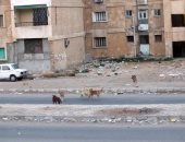 الكلاب الضالة تهدد سلامة سكان شيراتون المطار.. وقارئ يطالب الحى بحل المشكلة