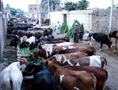بيطرى أسوان: سنغلق أسواق الماشية حال ظهور بؤرة حمى قلاعية
