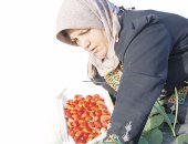 الحرب الزراعية على مصر.. حملة للإخوان ومافيا التعويضات الأمريكية تتهم "الفراولة المصرية" بنقل فيروس «A» للأمريكان.. الهدف حرمان من 4.7 مليار دولار.. والجماعة تنفق الدولارات رغم نفى "الأبحاث الأمريكى"