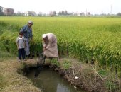 "زراعة الدقهلية" تبدأ صيد أسماك محصول الأرز من الحقول