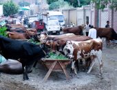 قبل أيام من العيد.. سوق الماشية بالإمام الشافعى يبحث عن زبائن الأضاحى