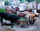 تحصين 57 ألف رأس ماشية ضد مرض الحمى القلاعية بكفر الشيخ