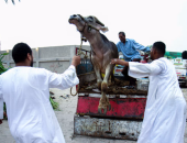 ضبط 3 عاطلين أحدهم هارب من حكم بالمؤبد لسرقتهم 6 رؤوس ماشية بقليوب