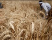 محللون: ارتفاع أسعار القمح الروسى بعد عودة الواردات المصرية