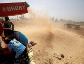 مصر ترفض 63 ألف طن من القمح الرومانى بسبب فطر الإرجوت