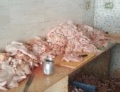 ضبط 3 طن لحوم دجاج غير صالحة للاستهلاك فى مجزر دواجن بدون ترخيص