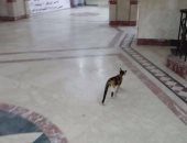 بالفيديو والصور ..قطة تتجول فى وزارة الشباب والرياضة 