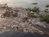 وزارة البيئة تدفن الأسماك النافقة فى الغربية باستخدام الجير الحى