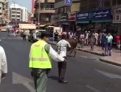 قارئ يشارك بفيديو هروب عجل فى شوارع مدينة دبى