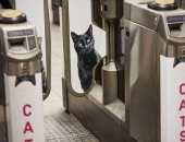 القطط تحتل محطة مترو فى لندن